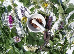 Kräuter zur Behandlung von Osteochondrose